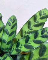 rattlesnake plant for sale, Unlimited Greens