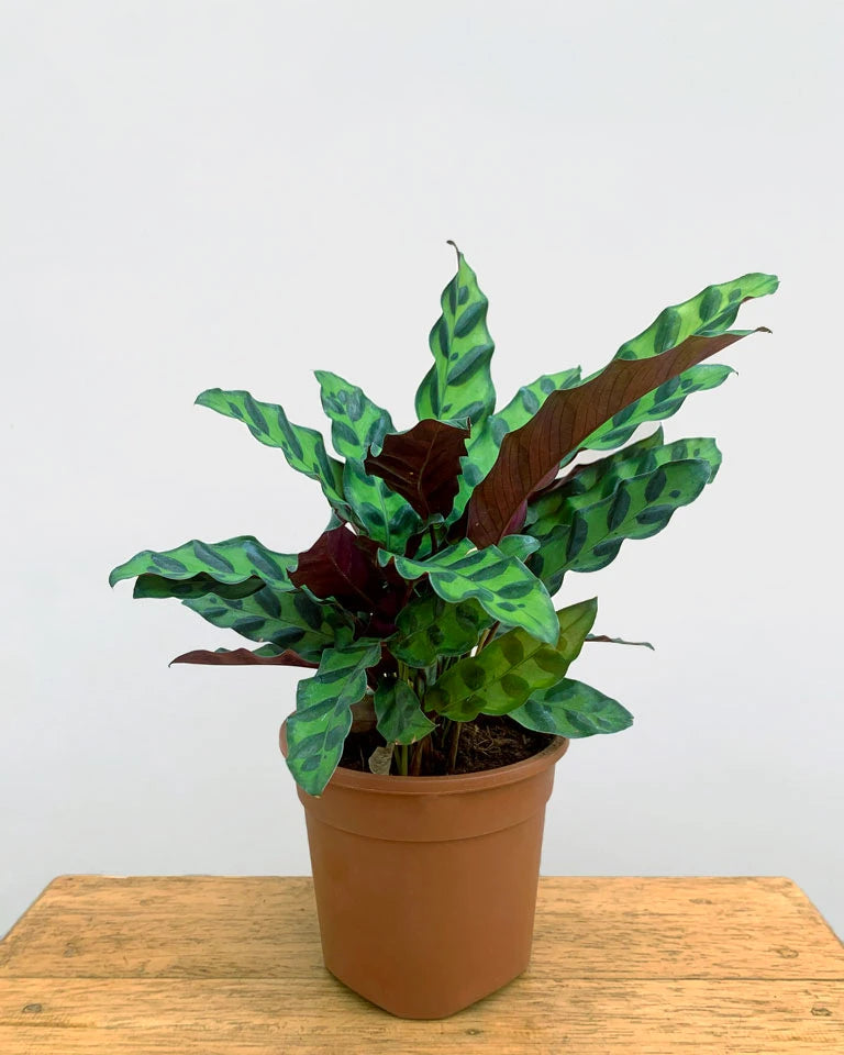 Calathea Rattlesnake best price, Unlimited greens