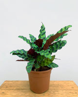 Calathea Rattlesnake best price, Unlimited greens
