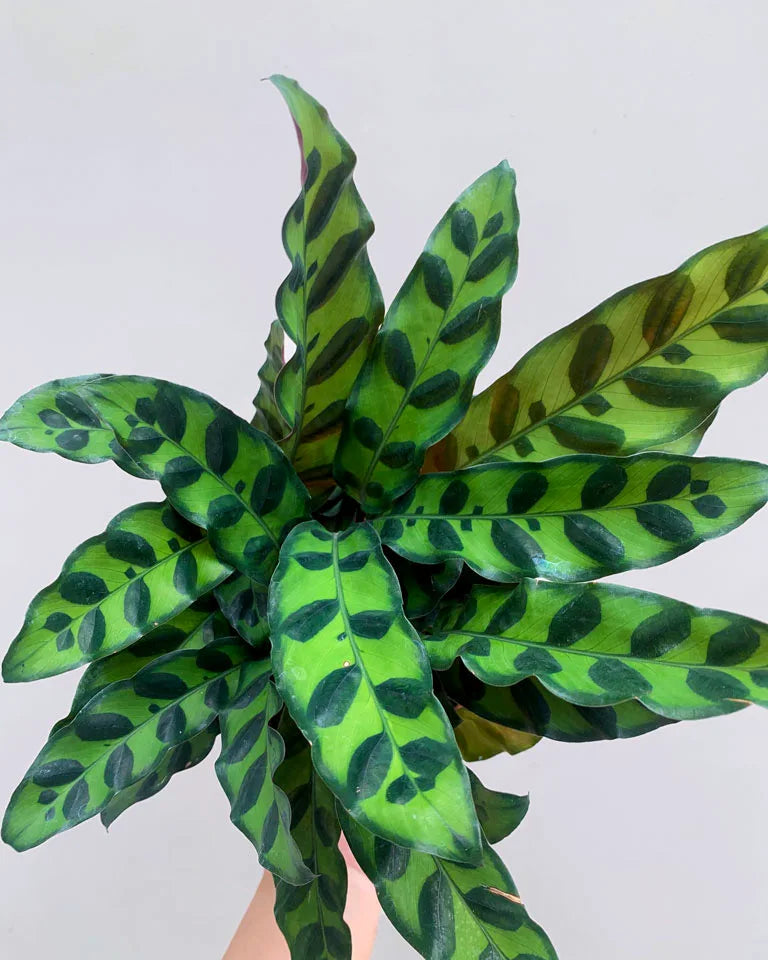 rattlesnake plant for sale, Unlimited Greens