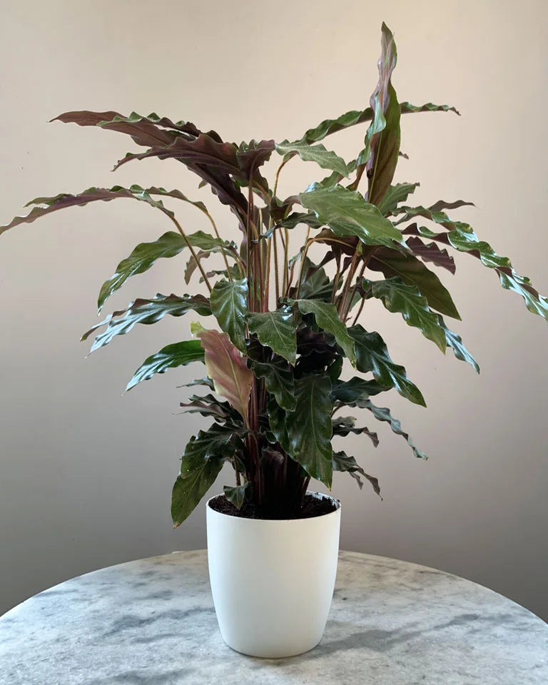 Calathea Rufibara Plant