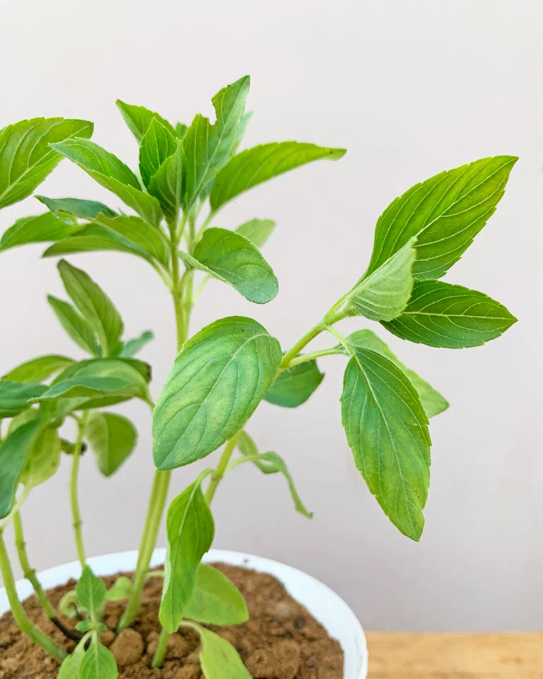 Kapoor Tulsi Herbal Plant