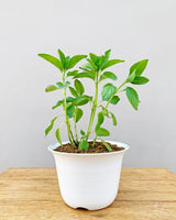 Camphor Plant Online, Unlimited Greens