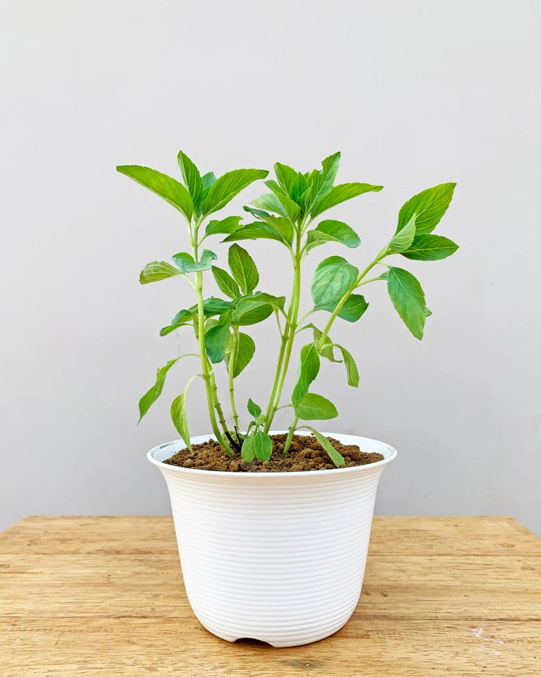 Camphor Plant Online, Unlimited Greens