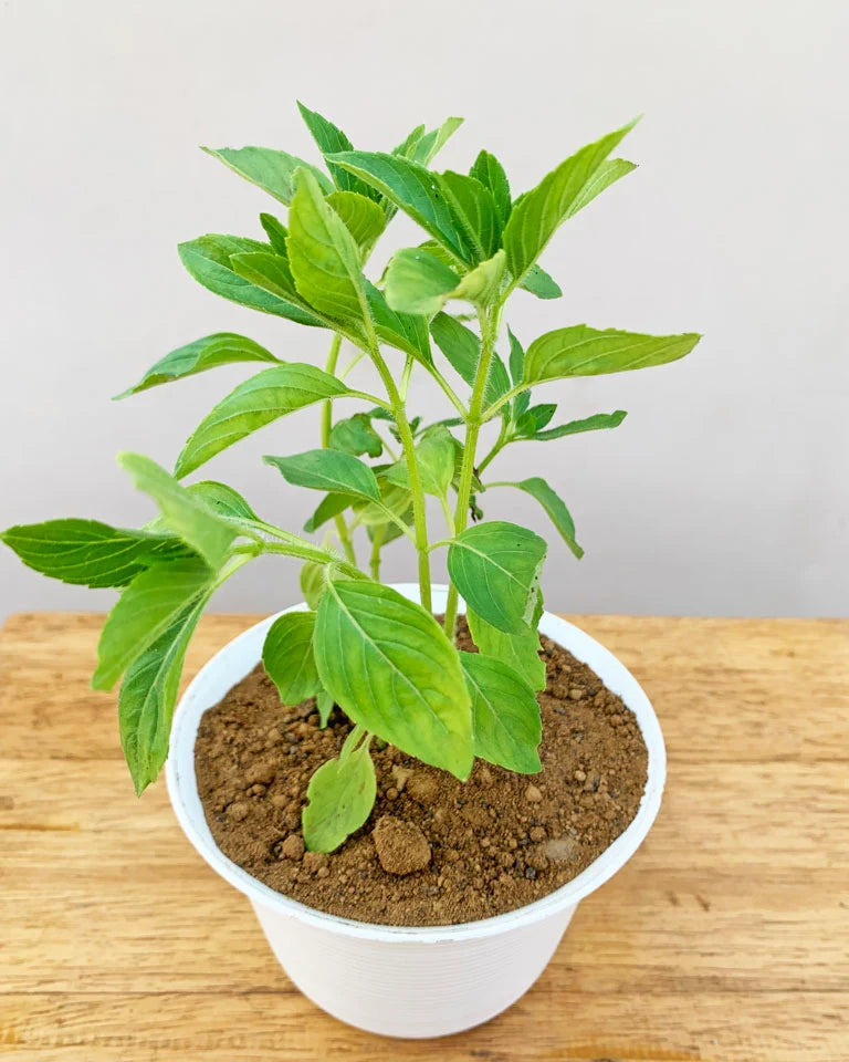 Camphor Plant Sale, Unlimited Greens