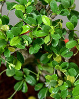 Carmona bonsai tree