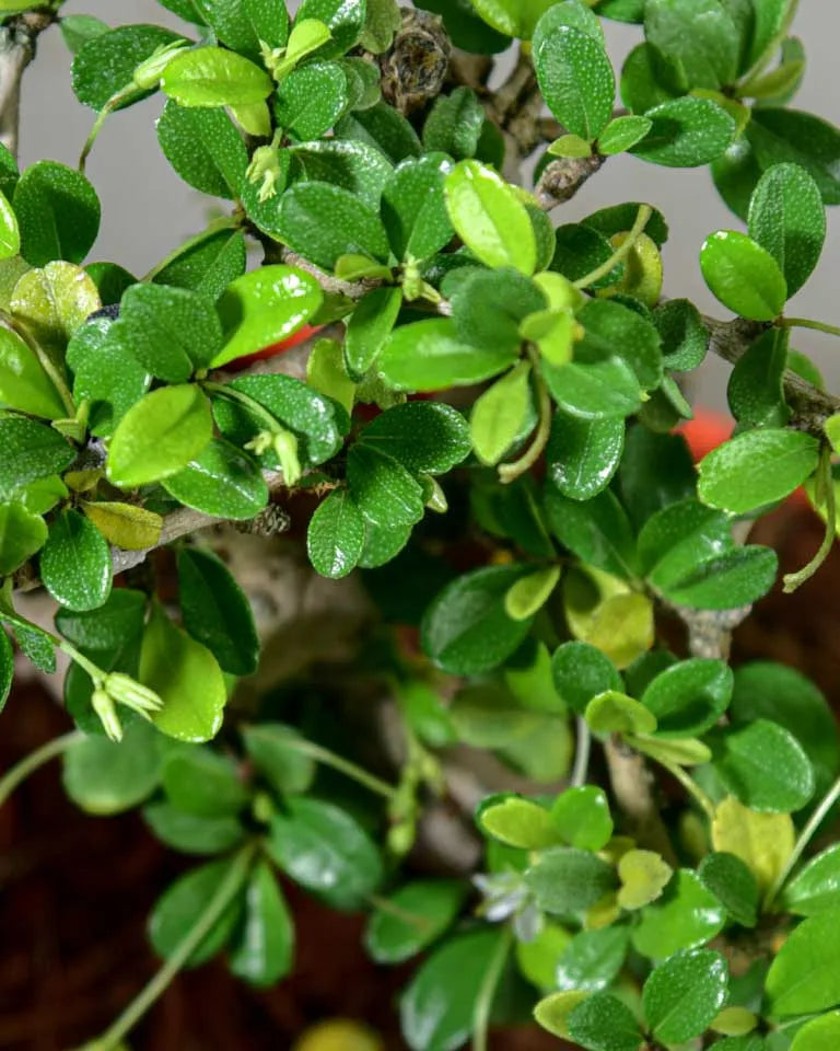 Carmona bonsai tree