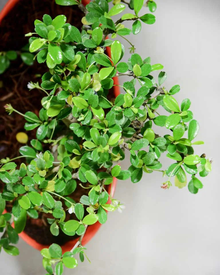 Carmona bonsai flowers