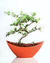 Carmona Bonsai
