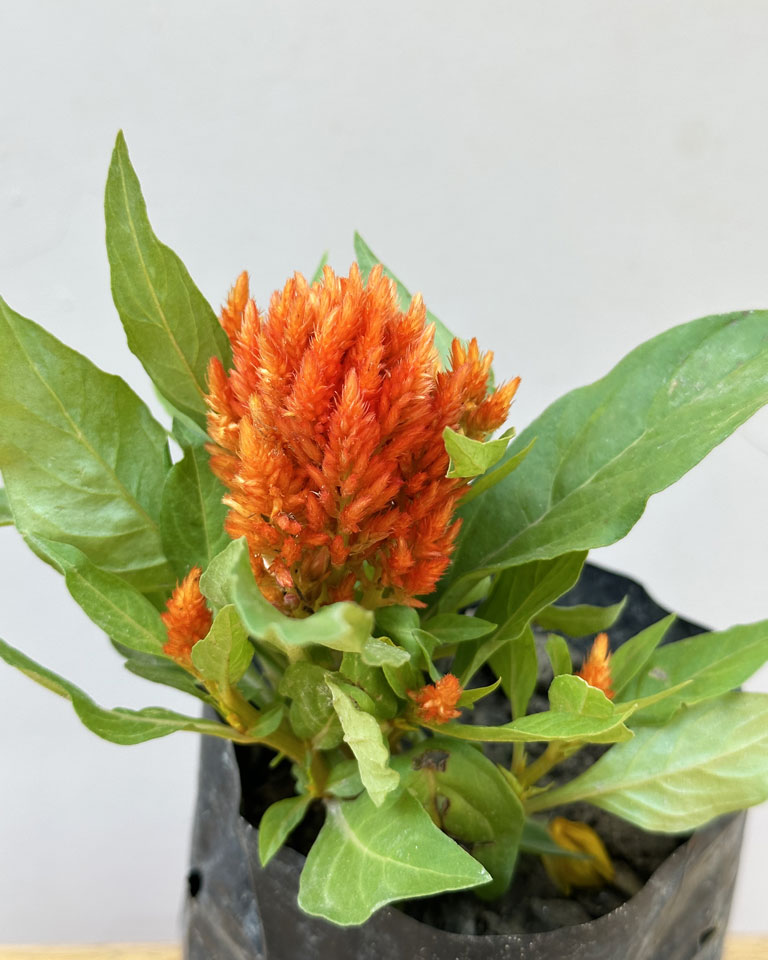 Celosia plant
