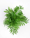 Chamaedorea Elegance plant online, Unlimited Greens