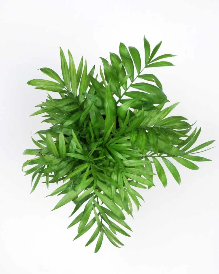 Chamaedorea Elegance plant online, Unlimited Greens