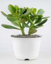 Crassula Ovata online India, Unlimited Greens
