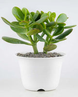 Crassula Ovata online India, Unlimited Greens
