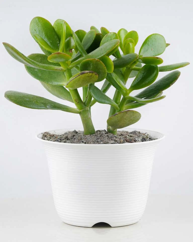 Crassula Ovata online India, Unlimited Greens
