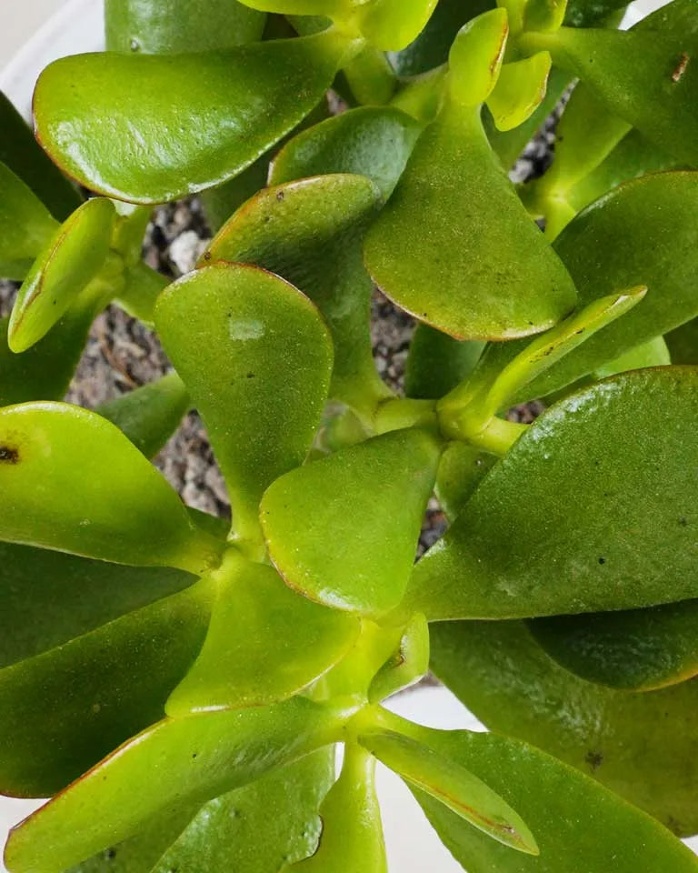 Crassula Ovata plant online, Unlimited Greens