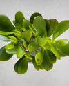 Crassula Ovata flower, Unlimited Greens