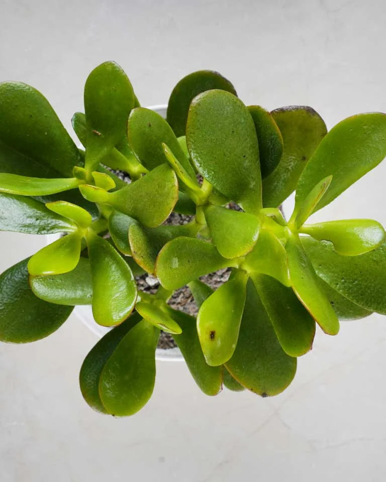 Crassula Ovata flower, Unlimited Greens
