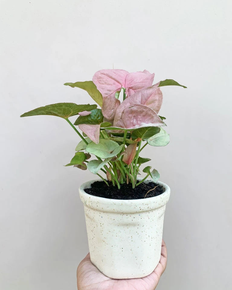 Cream ceramic plant pot online, Unlimited Greens