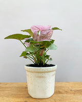 Cream Ceramic pot online