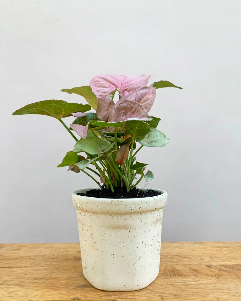 Cream Ceramic pot online