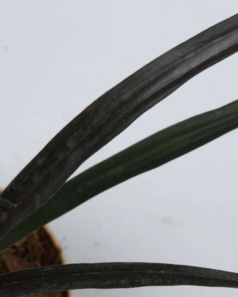 Crinum lily plant online, Unlimited Greens