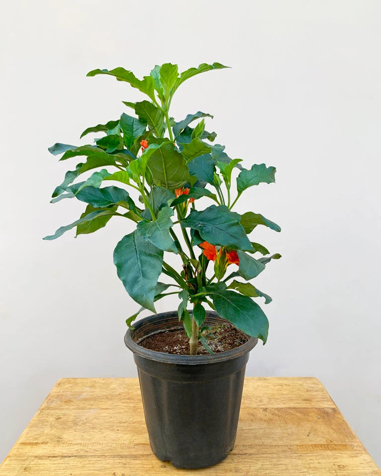 Crossandra Plant
