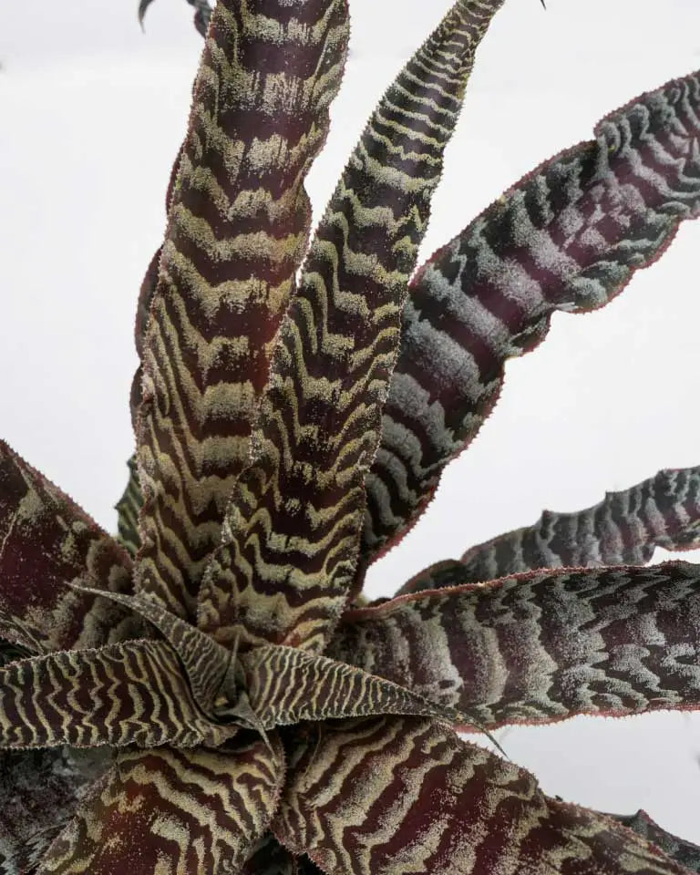 Cryptanthus Fosterianus Plant