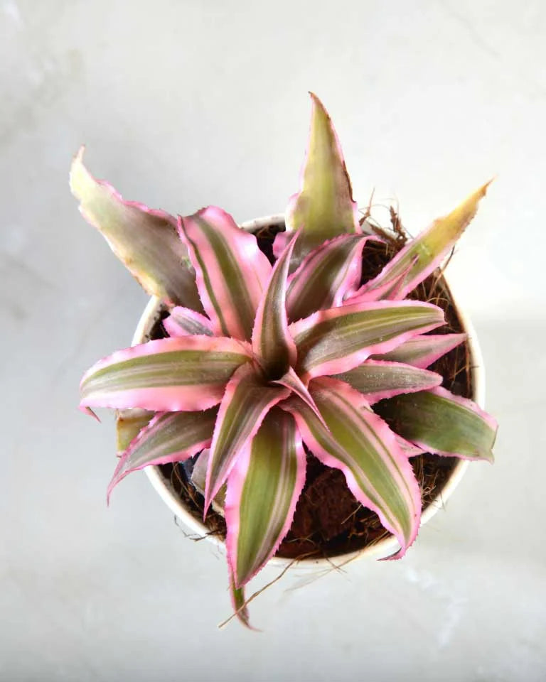 Cryptanthus Pink (Earthstar Plant)