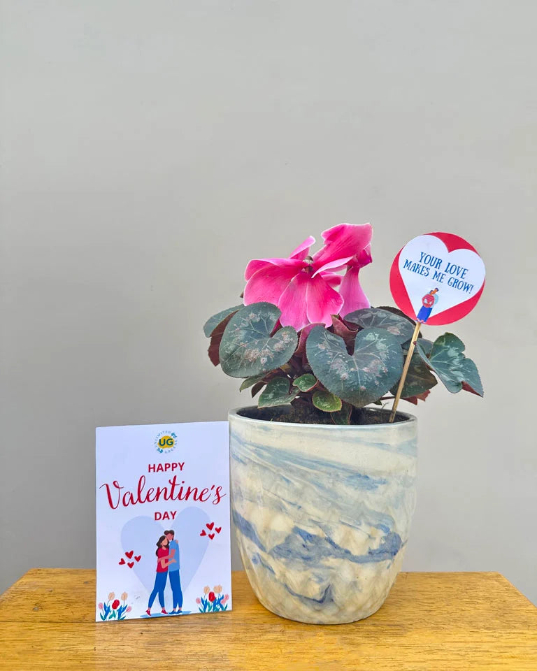 Valentine Gifts Online, Unlimited Greens