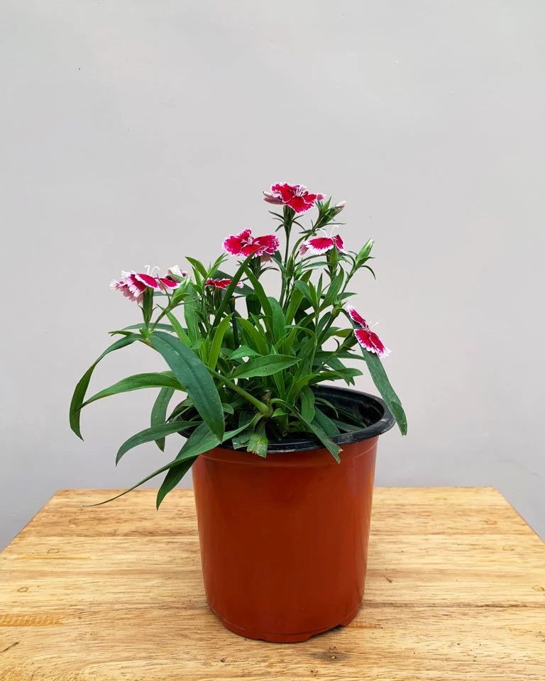 Rubber Plant – unlimitedgreens