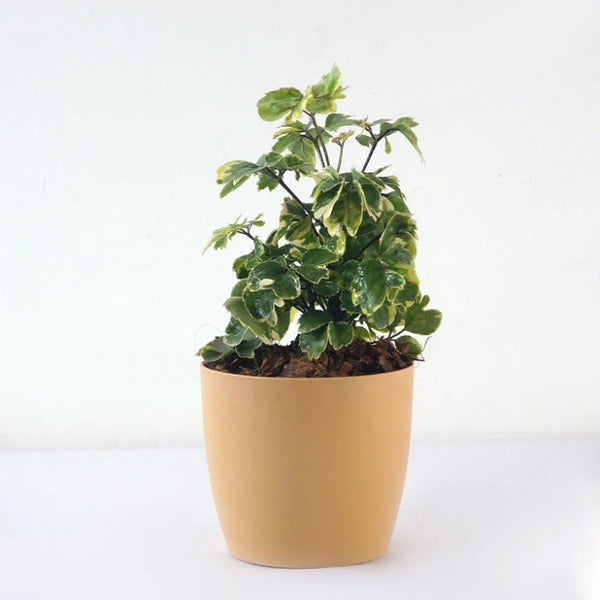 Shop Dinner Plate Aralia Plant online Unlimited Greens unlimitedgreens