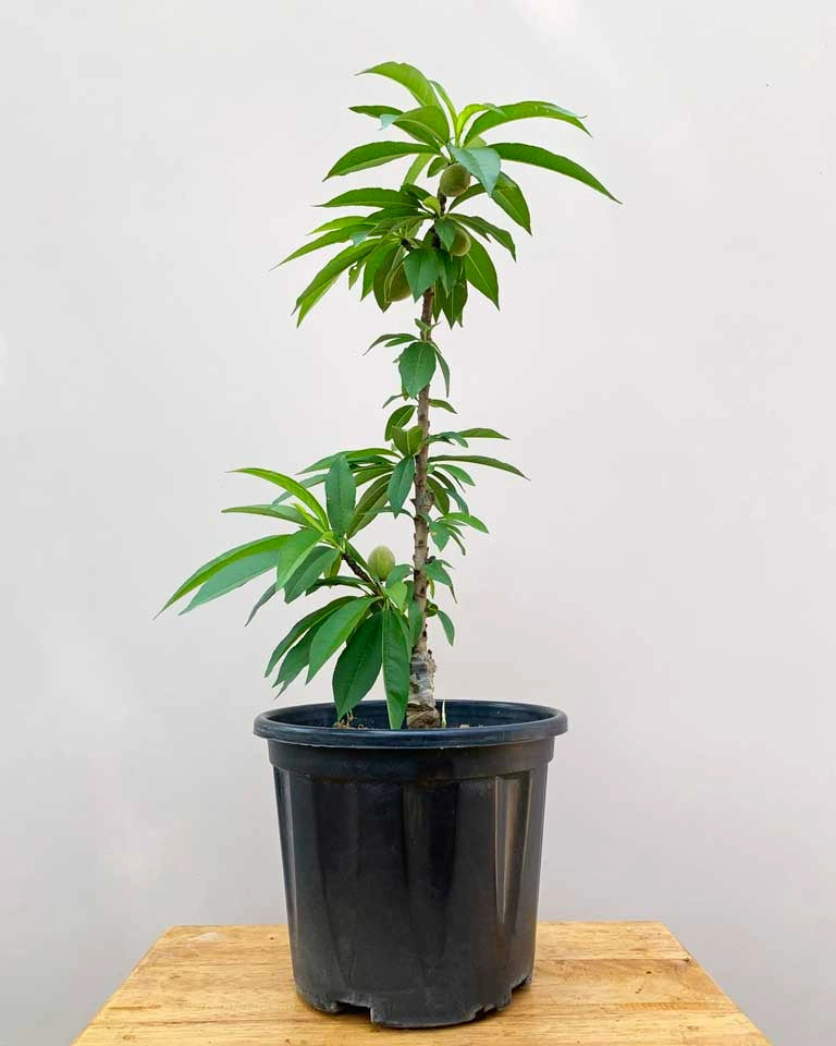 Dr. Hogg's Peach buy online, Unlimited Greens