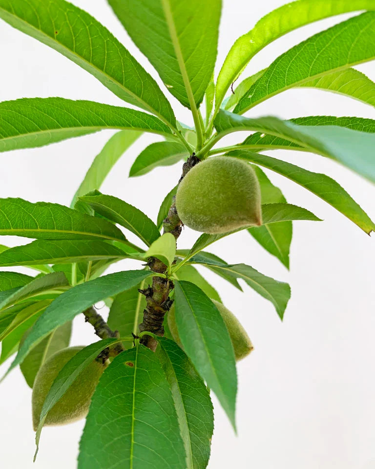 Peach Plant Online, Unlimited Greens