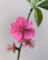 Flowering peach plant online, Unlimited Greens