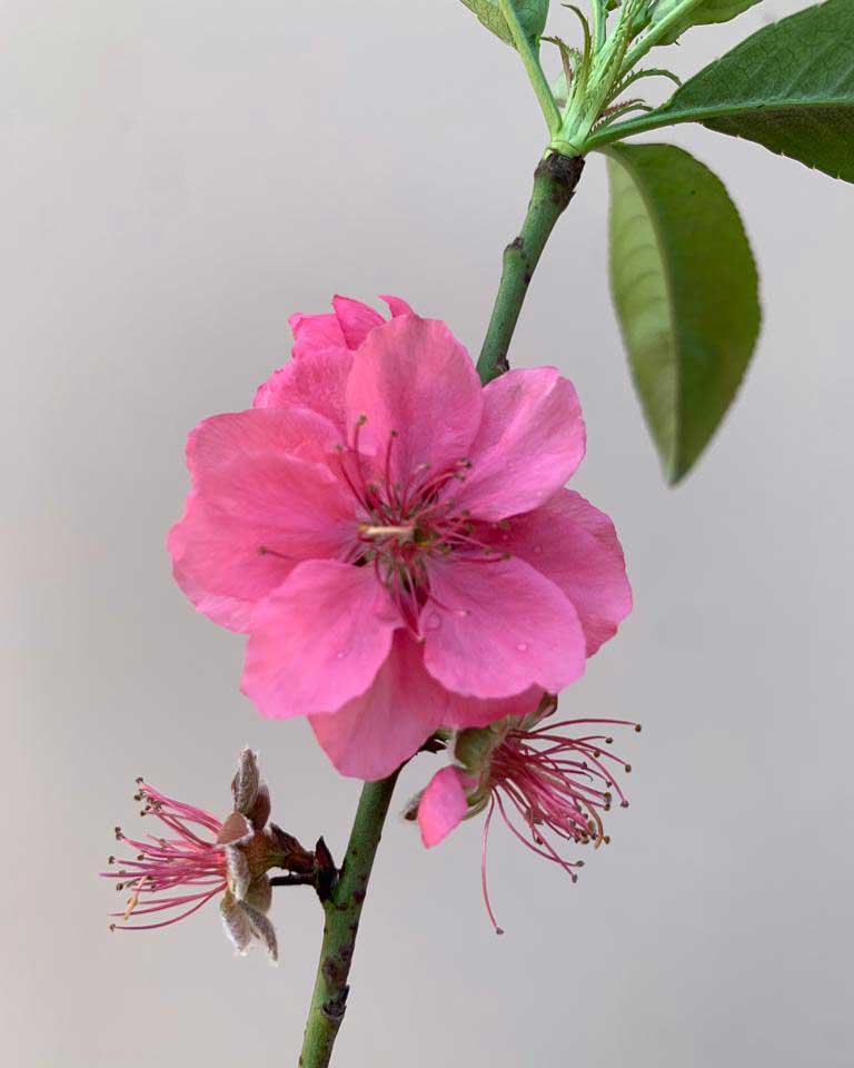 Flowering peach plant online, Unlimited Greens