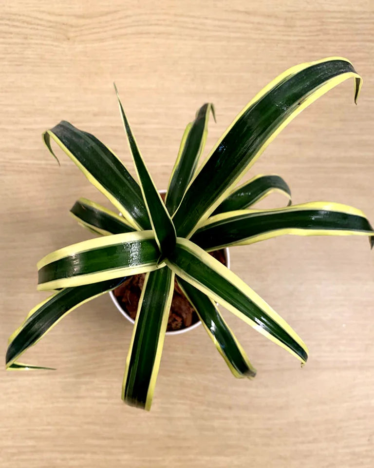 caring for an dracaena angustifolia Shop Dracaena Angustifolia Plant online