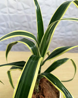 Dracaena Angustifolia Uses, Unlimited Greens