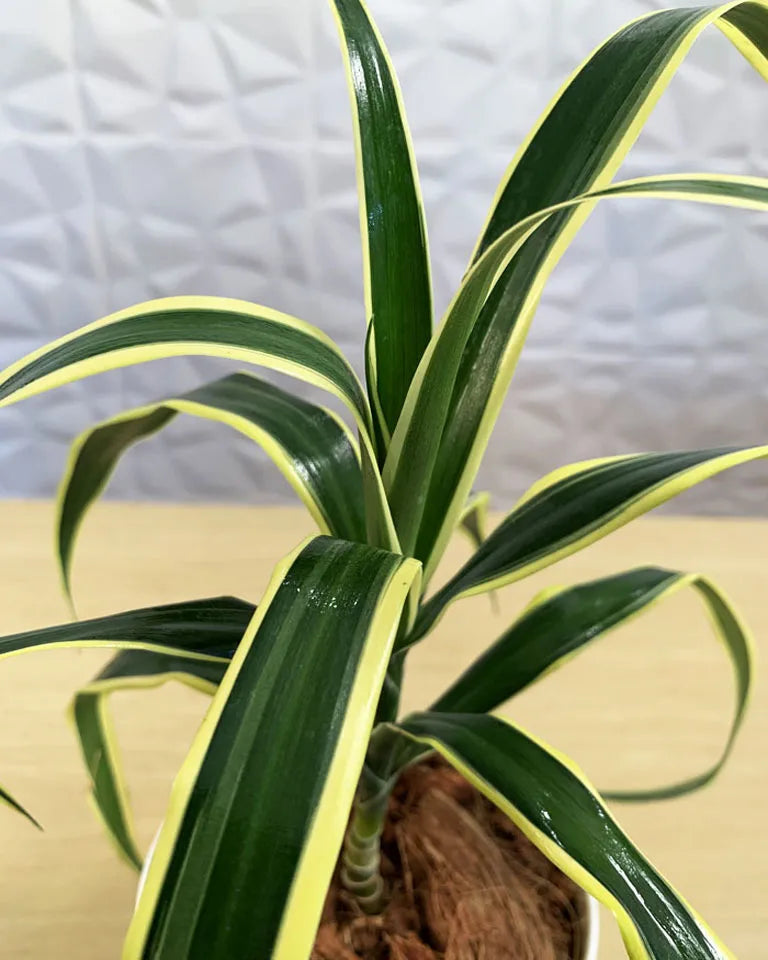 Dracaena Angustifolia Uses, Unlimited Greens