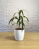 Dracaena Angustifolia plants sale, Unlimited Greens