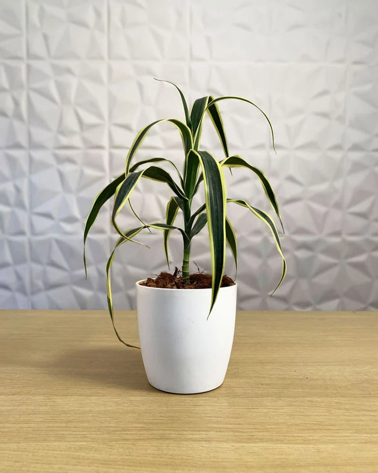 Dracaena Angustifolia plants sale, Unlimited Greens