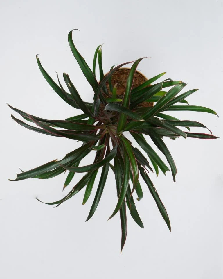 Dracaena Cincta (Narrow-leaf) Plant
