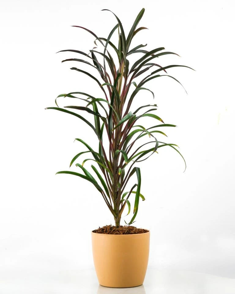 Dracaena Cincta (Narrow-Leaf) Plant Online, Unlimited Greens