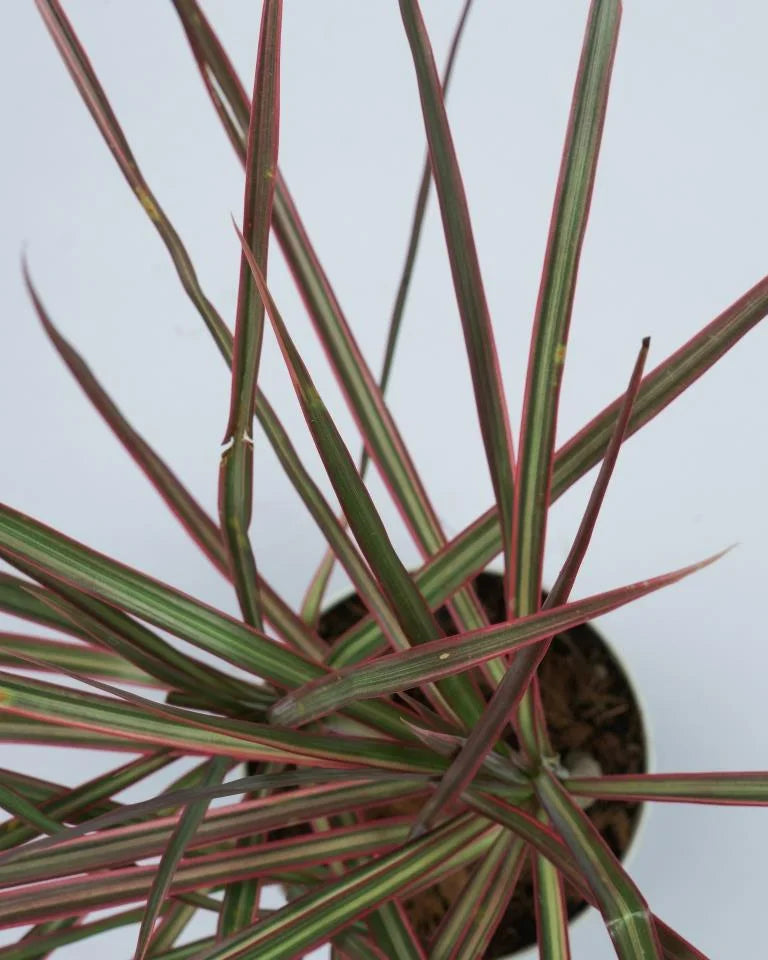 Dracaena Colorama, Unlimited Greens