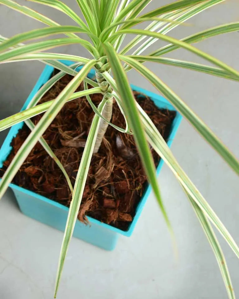 Dracaena Colorama (Green) Plant