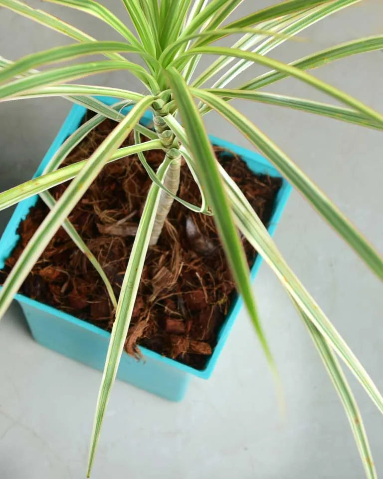 Sale Dracaena Colorama Green