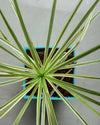 Buy Dracaena Colorama Green