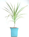 Dracaena Colorama Green - Unlimited Greens