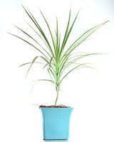 Dracaena Colorama Green - Unlimited Greens