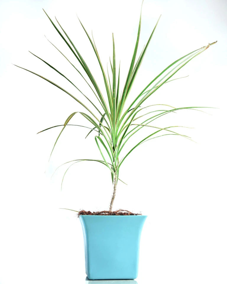 Dracaena Colorama Green - Unlimited Greens